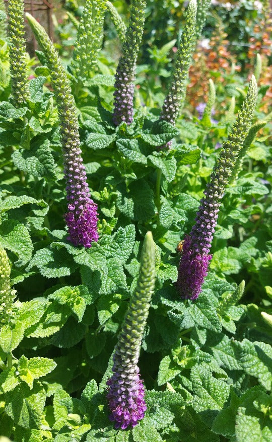 IRANIAN WOOD SAGE / Teucrium hircanicum ‘Purple Tails’  seeds