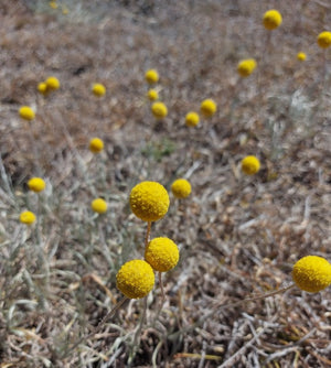 CONOSPERMUM caeruleum - A-D miscellaneous Natives – Australian Seed