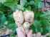 PARSNIP 'Harris Model' seeds