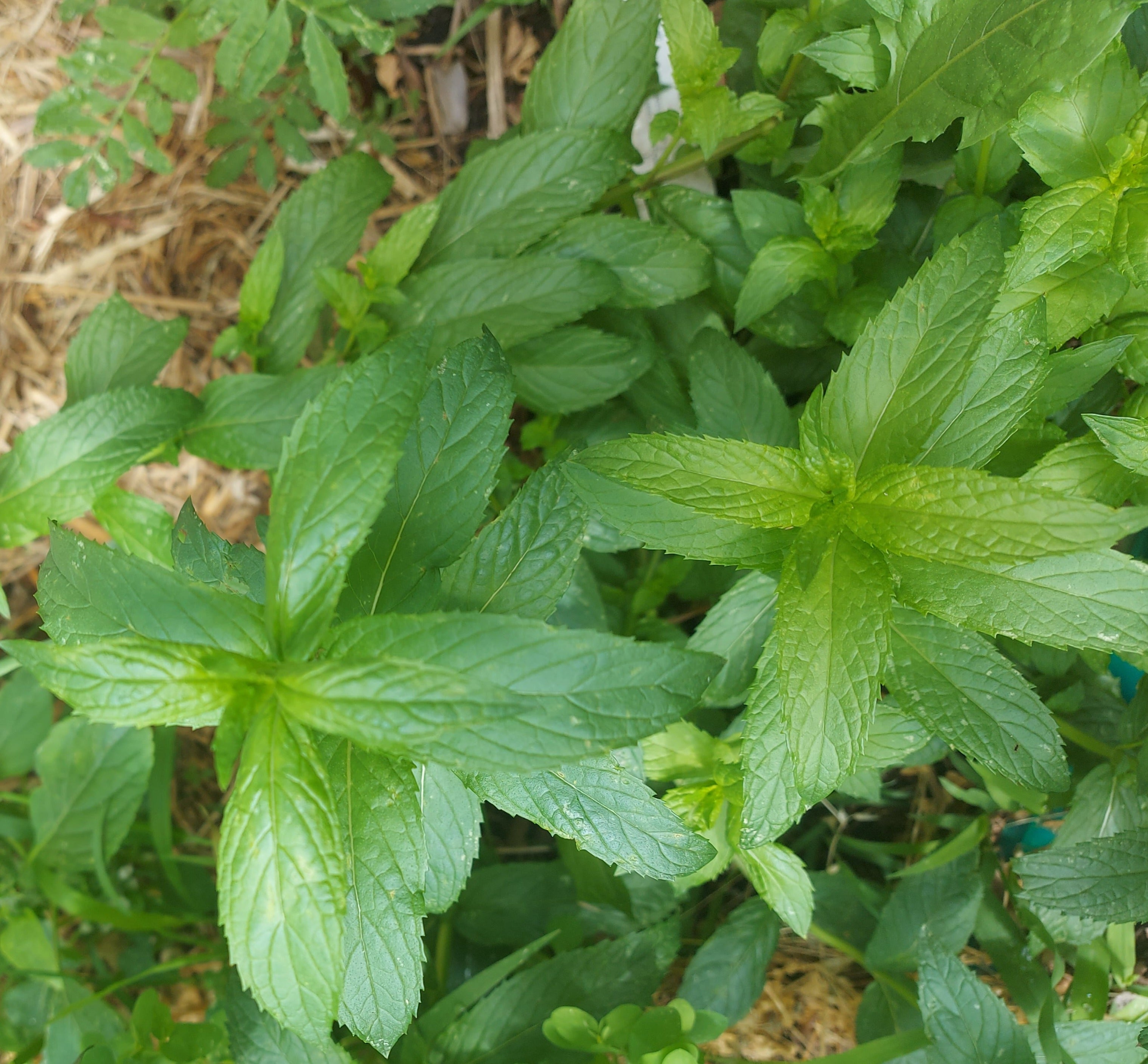 PEPPERMINT CUTTINGS