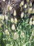 Lagurus Ovatus - Hare's Tail or Bunnys Tails  *Ornamental Grass* seeds