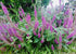 IRANIAN WOOD SAGE / Teucrium hircanicum ‘Purple Tails’  seeds