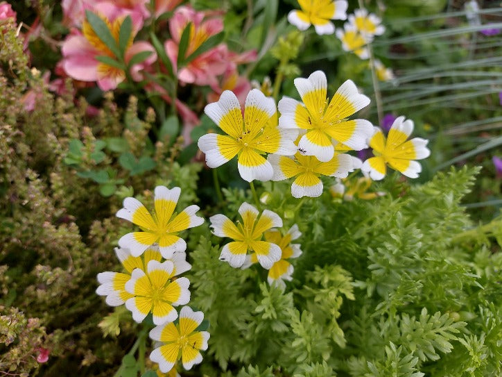 POACHED EGG PLANT / Limnanthes douglasii seeds