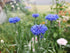 CORNFLOWER 'Blue Ball' Centaurea cyanus seeds