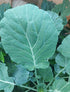 COLLARD GREENS 'Georgia Southern' seeds