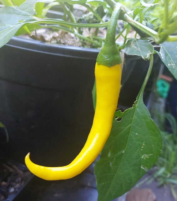 CHILLI 'Cayenne Yellow' seeds