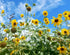 SUNFLOWER 'Mini Heads' seeds