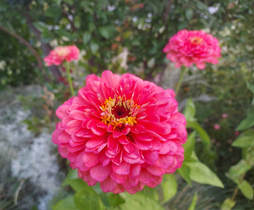 ZINNIA 'Salmon Rose' seeds