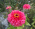 ZINNIA 'Salmon Rose' seeds