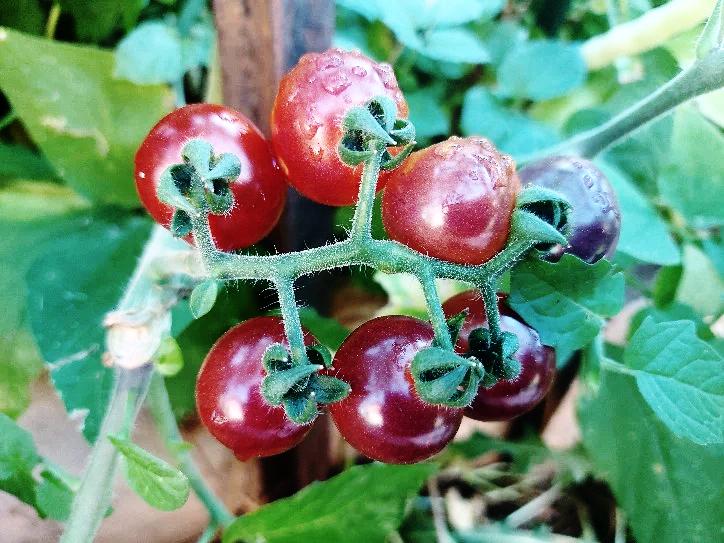 TOMATO CHERRY 'Midnight Snack' seeds