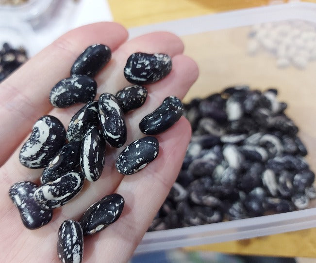 BEAN CLIMBING 'Skunk' seeds