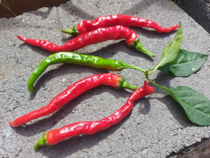 CAPSICUM 'Fushimi' seeds