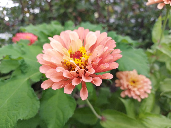 ZINNIA 'Salmon Rose' seeds