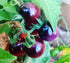 TOMATO CHERRY 'Midnight Snack' seeds