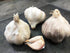 GARLIC BULBS Glenlarge / Early Purple *ORGANIC*