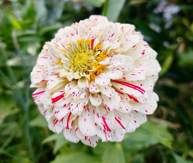 ZINNIA 'Peppermint Stick' seeds