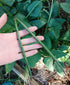 Indian Snake Bean / Bora / Climbing / Asparagus Bean / Yard Long Bean seeds