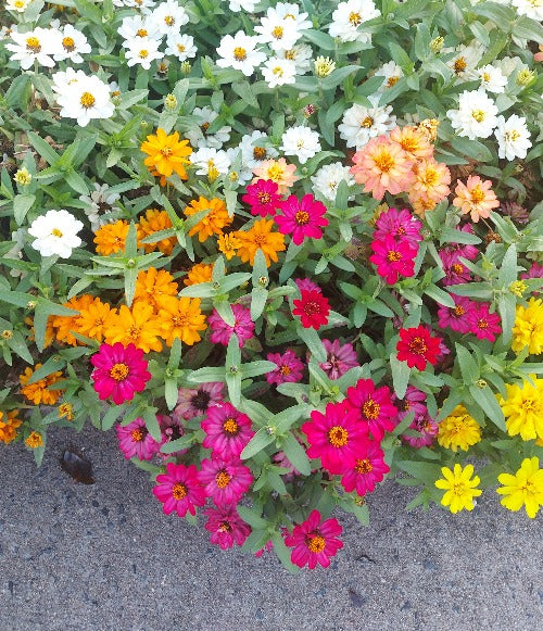 ZINNIA CREEPING 'Linearis Mix' seeds