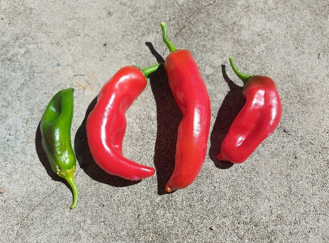 CAPSICUM 'Jimmy Nardello' / Sweet Pepper seeds