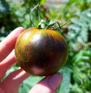 TOMATO 'Cosmic Eclipse' seeds