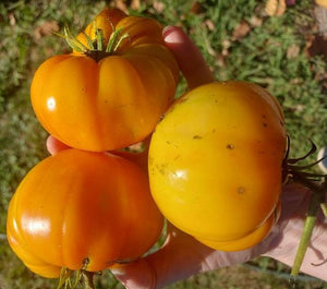 TOMATO 'Golden Cherokee' seeds