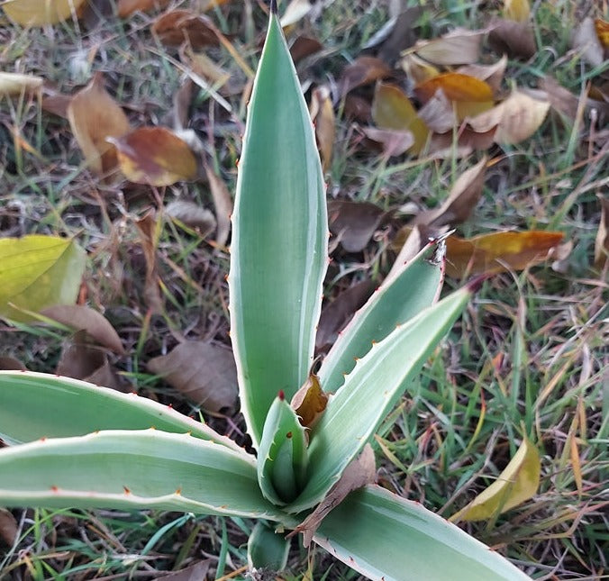 AGAVE Striped SUCCULENT *Plant*