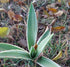 AGAVE Striped SUCCULENT *Plant*