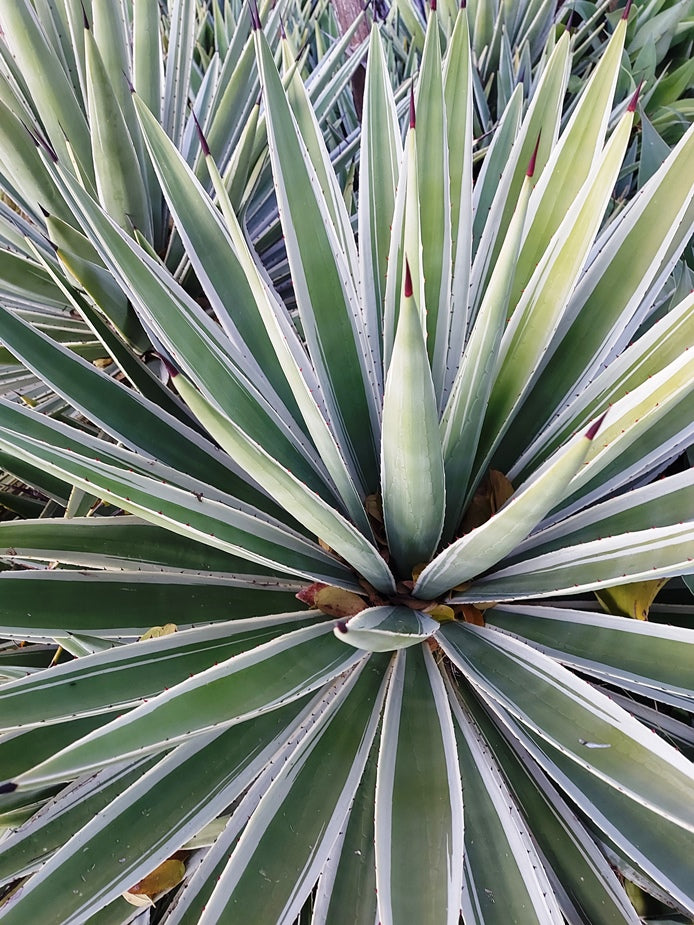 AGAVE Striped SUCCULENT *Plant*