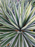 AGAVE Striped SUCCULENT *Plant*