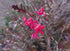 ORCHID Five Star / Crucifix 'Red Pink' Epidendrum radicans  - *Plant*