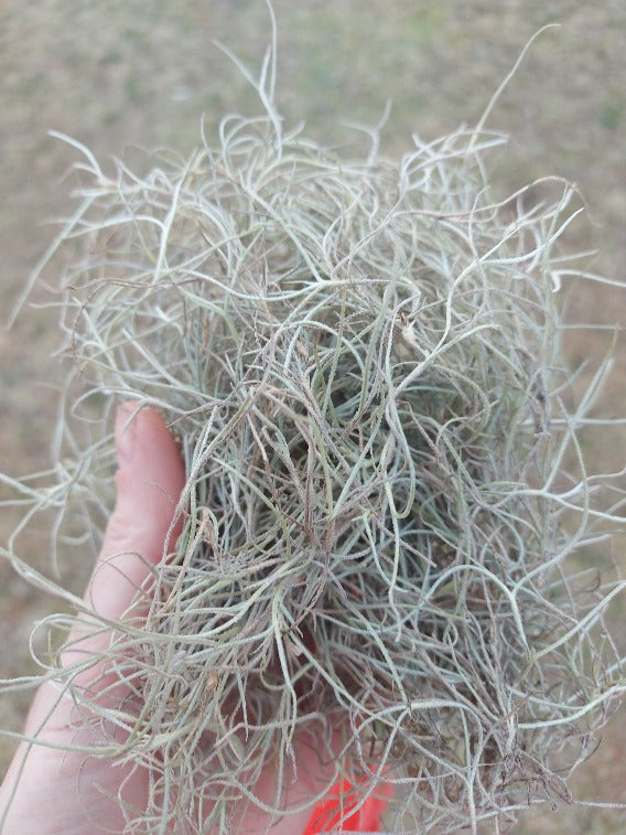 AIR PLANT / SPANISH MOSS / OLD MANS BEARD *Plant*