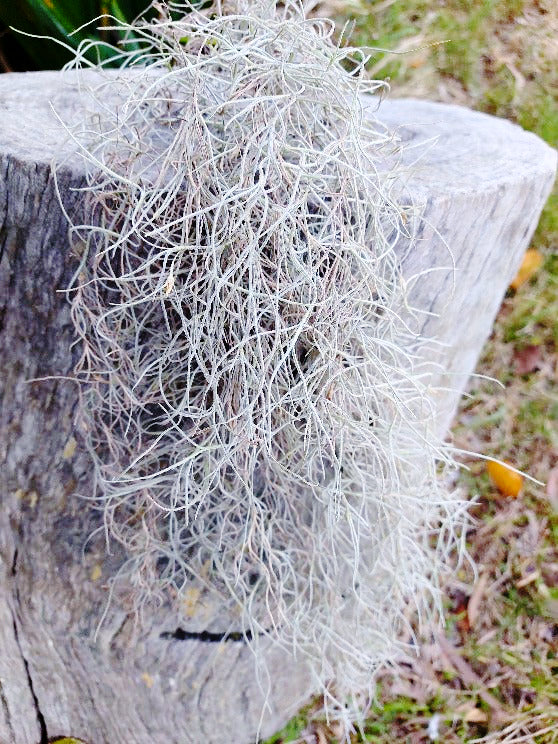 AIR PLANT / SPANISH MOSS / OLD MANS BEARD *Plant* – Boondie Seeds