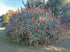 ALOE Torch / Candelabra *Plants / Cuttings*