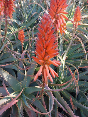 ALOE Torch / Candelabra *Plants / Cuttings*