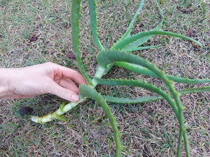 ALOE Torch / Candelabra *Plants / Cuttings*