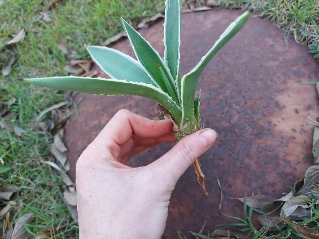 AGAVE Striped SUCCULENT *Plant*