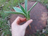 AGAVE Striped SUCCULENT *Plant*