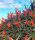 ALOE Torch / Candelabra *Plants / Cuttings*