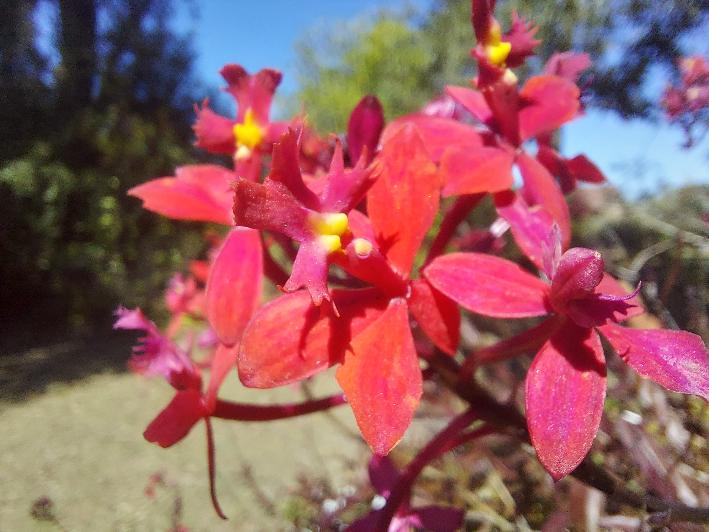 ORCHID Five Star / Crucifix 'Red Pink' Epidendrum radicans  - *Plant*