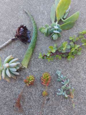 SUCCULENT LUCKY DIP *Plants / Cuttings*