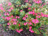 GERANIUM CUTTINGS Bright Pink-Orange