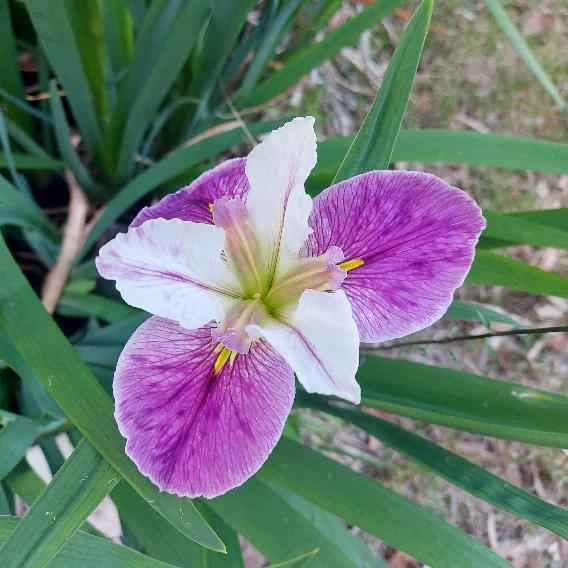 WATER IRIS 'Mix' RHIZOME bareroot plant