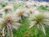 Tussock / LANDSCAPING Grass - Poa Labillardieri *Native* seeds