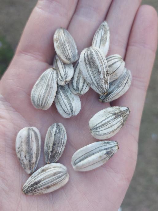 SUNFLOWER 'Israeli Giant' seeds