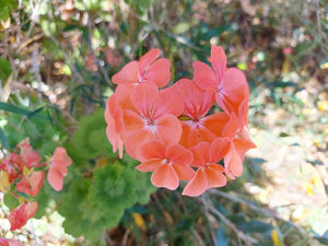 GERANIUM CUTTINGS Peach