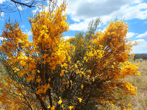 NATIVE BROOM Viminaria juncea seeds *AUSTRALIAN NATIVE*