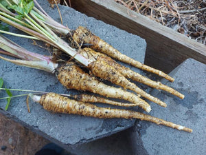 PARSNIP 'Demeter' seeds ORGANIC