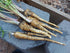 PARSNIP 'Demeter' seeds ORGANIC