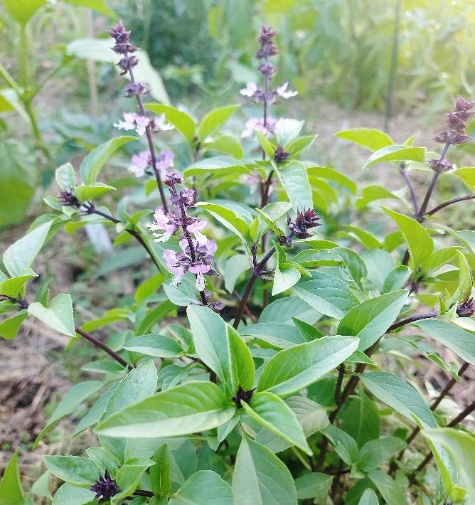 BASIL 'Clove' seeds