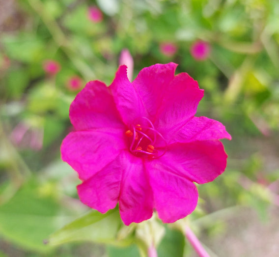 4 OCLOCKS / Mirabilis jalalpa 'Pink' / Four o'clocks seeds